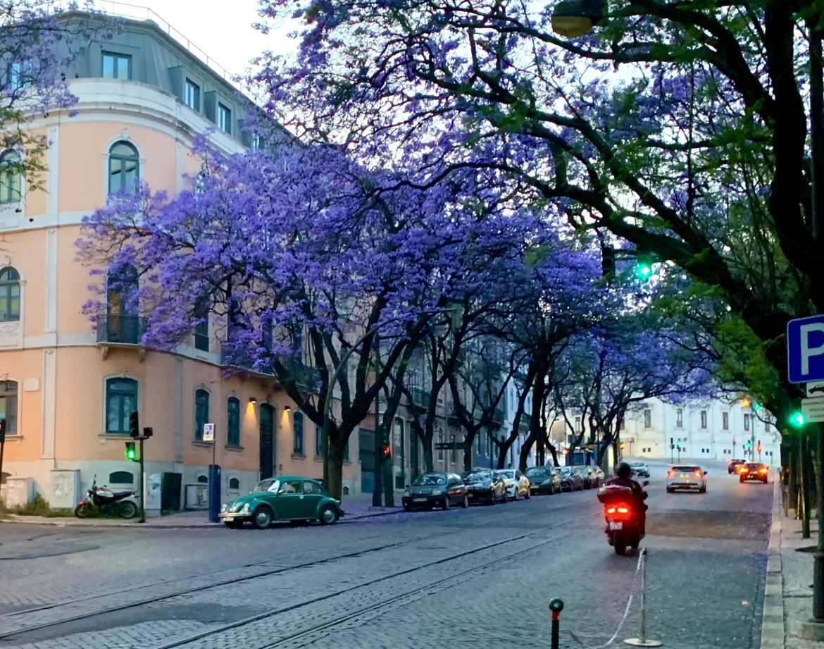 Jacaranda Trees bloom in May